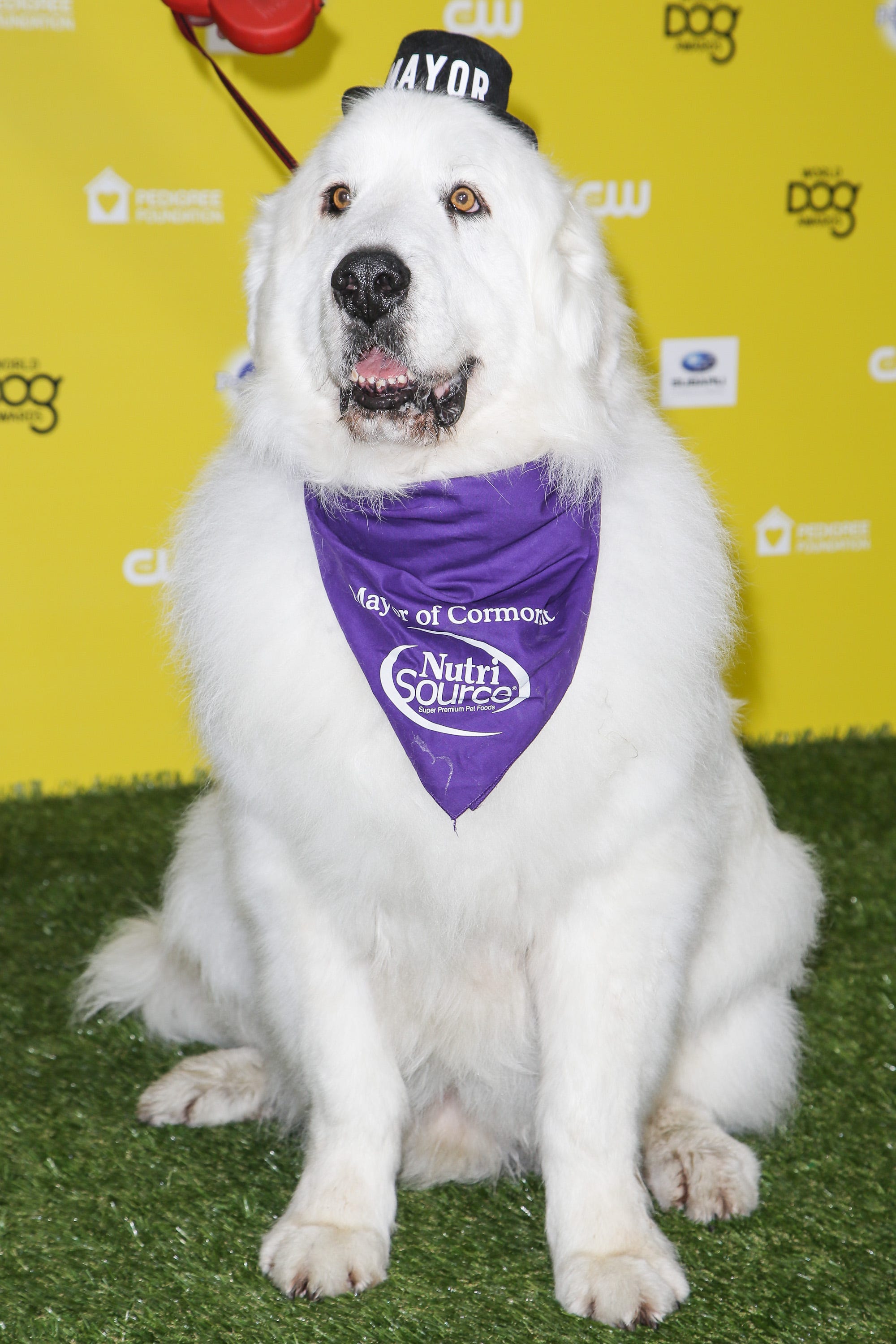 dog as mayor dog as mayor